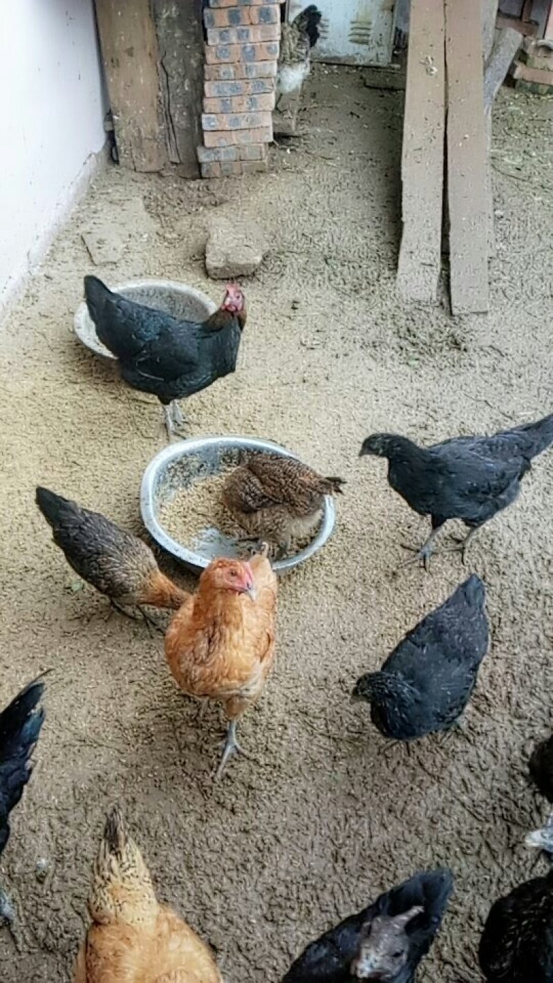 农家土鸡，生长期8一10个月肉质好，良心鸡。
