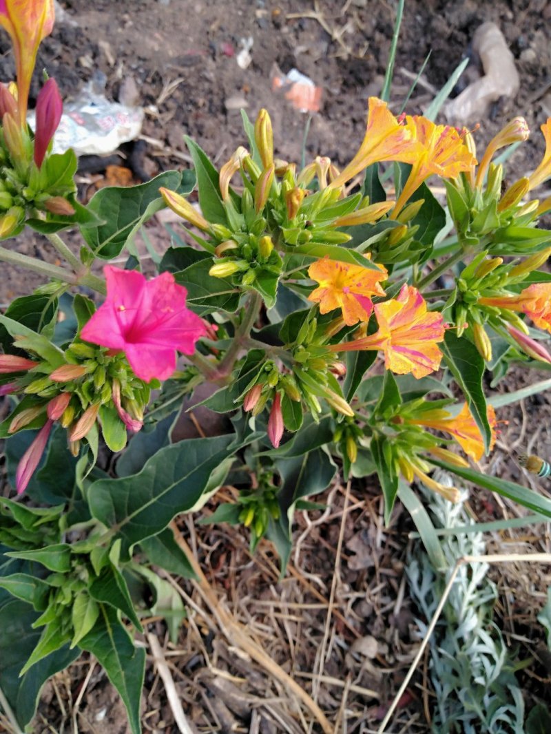 紫茉莉根，入地老鼠，可药用，可种植