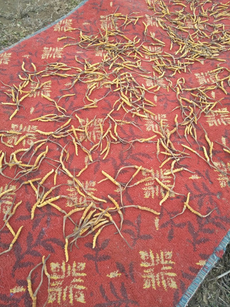 冬虫夏草自採自销价格面义