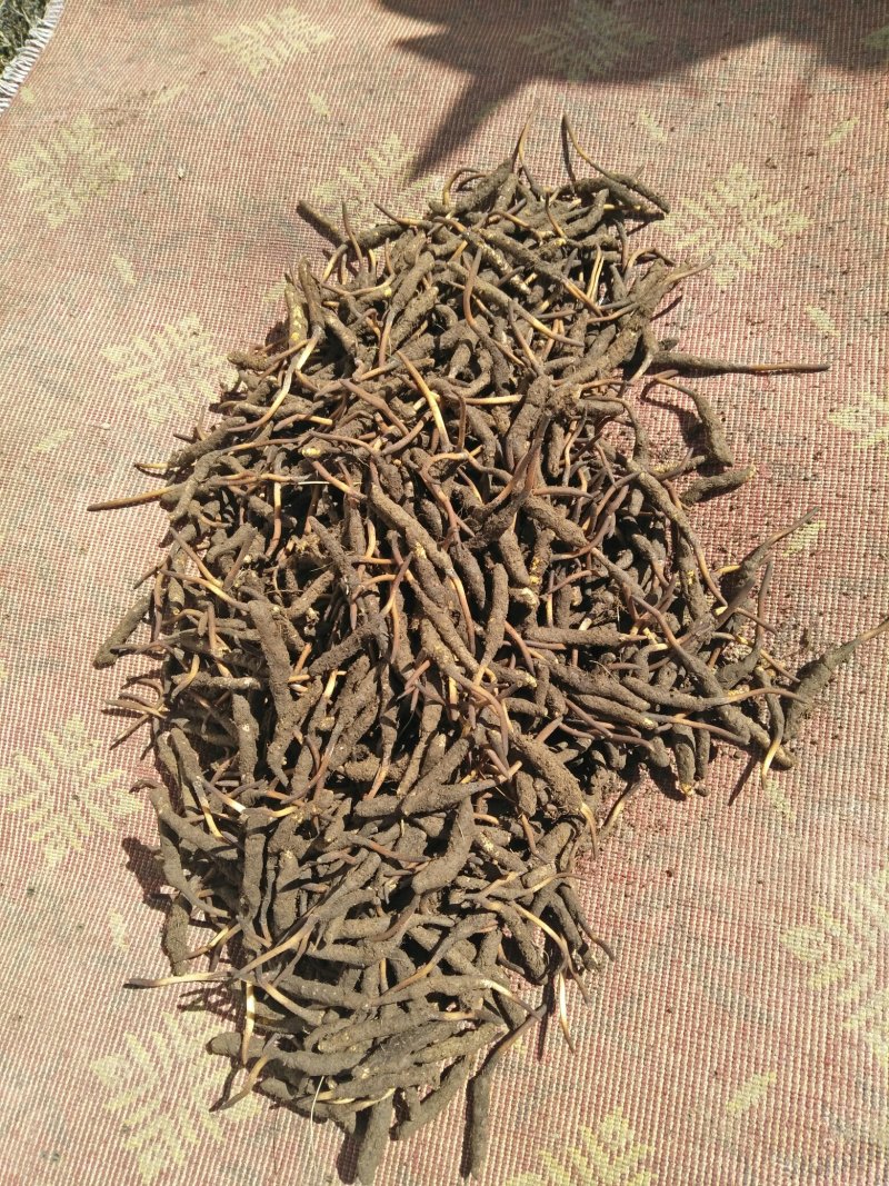 冬虫夏草自採自销价格面义