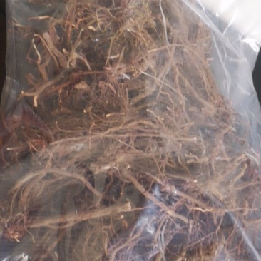 茜草