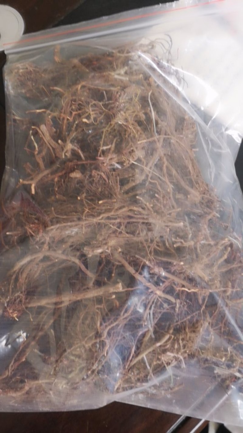 茜草