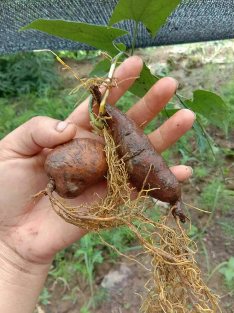 地苦胆块根苗直播苗金果揽苗甩卖，100棵起发货