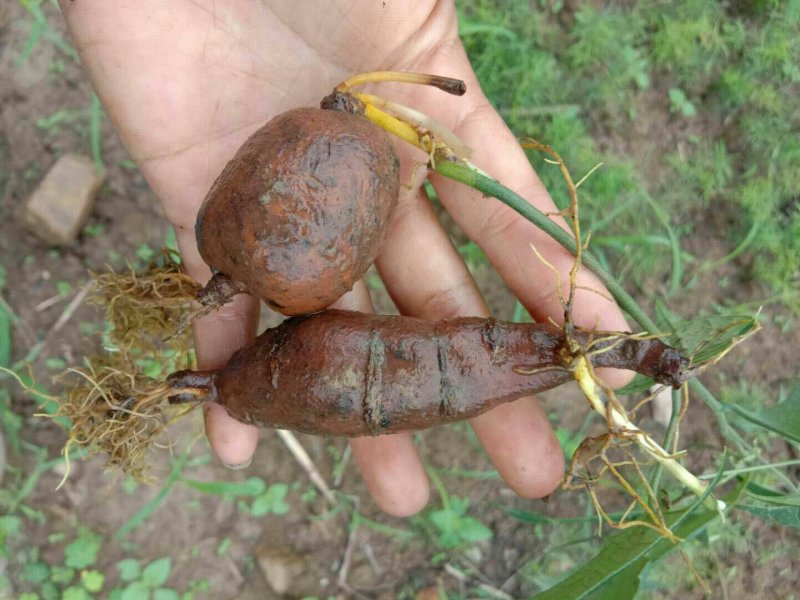 地苦胆块根苗直播苗金果揽苗甩卖，100棵起发货