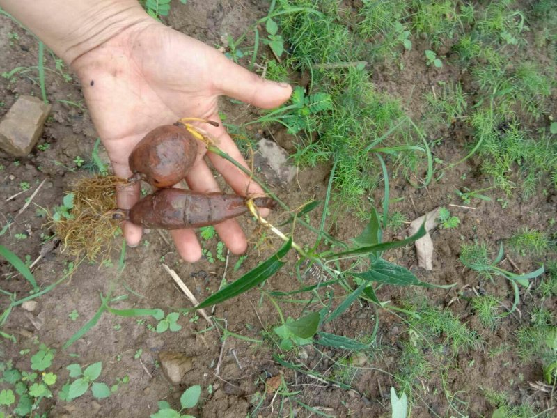 地苦胆块根苗直播苗金果揽苗甩卖，100棵起发货