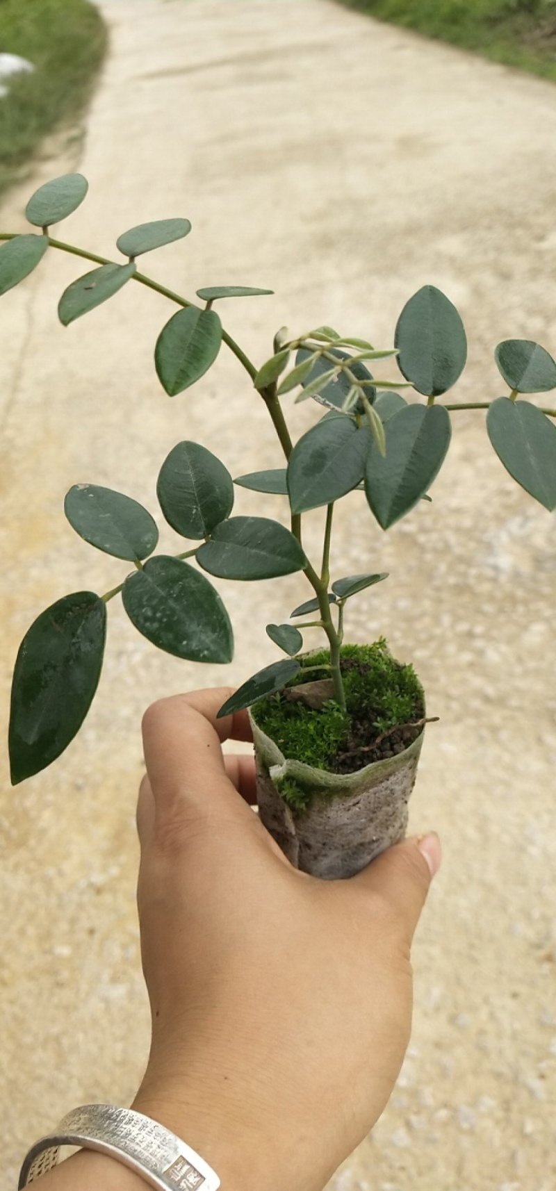 优质的山豆根苗