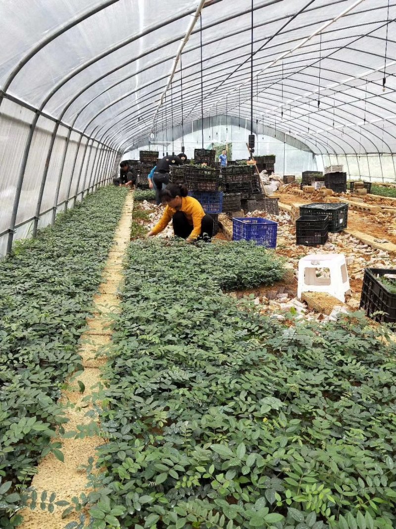 优质的山豆根苗