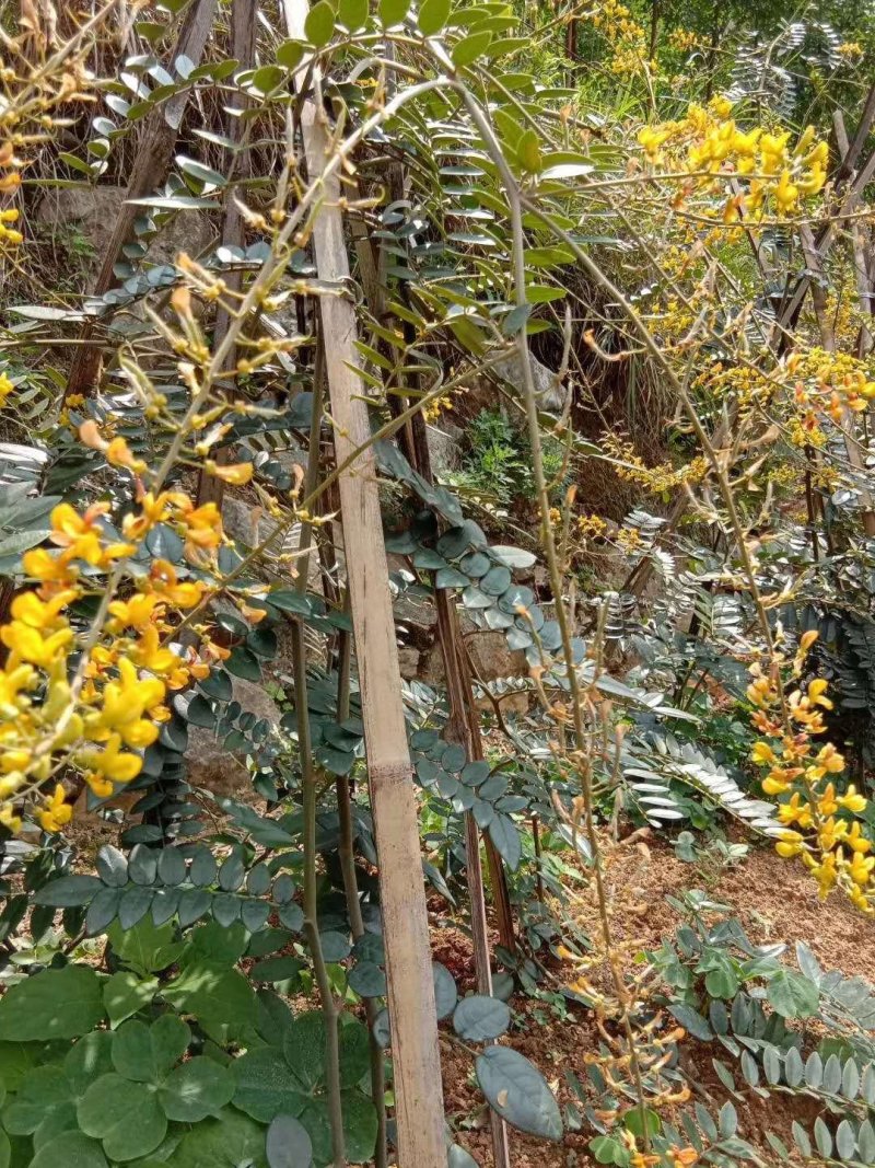优质的山豆根苗
