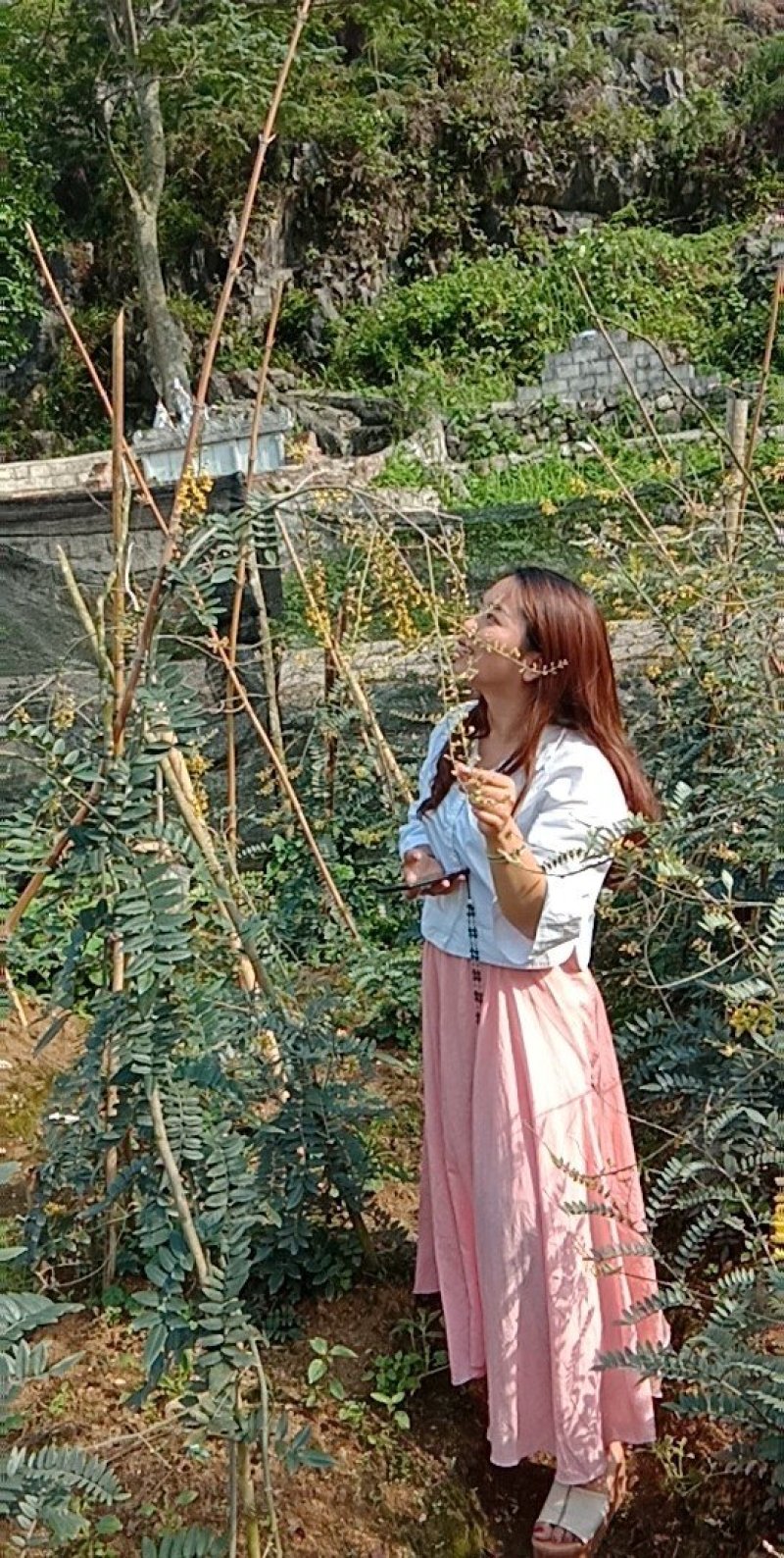 优质的山豆根苗