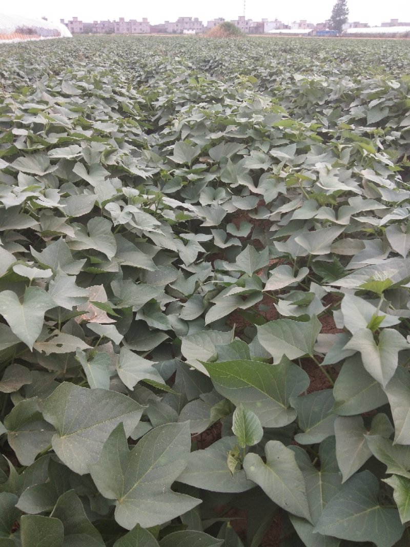 紫薯苗:紫罗兰苗，大田苗，0.06元/棵