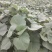 龙薯九号:大田苗，0.06元/棵