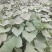 龙薯九号:大田苗，0.06元/棵