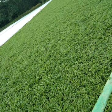 大叶油草