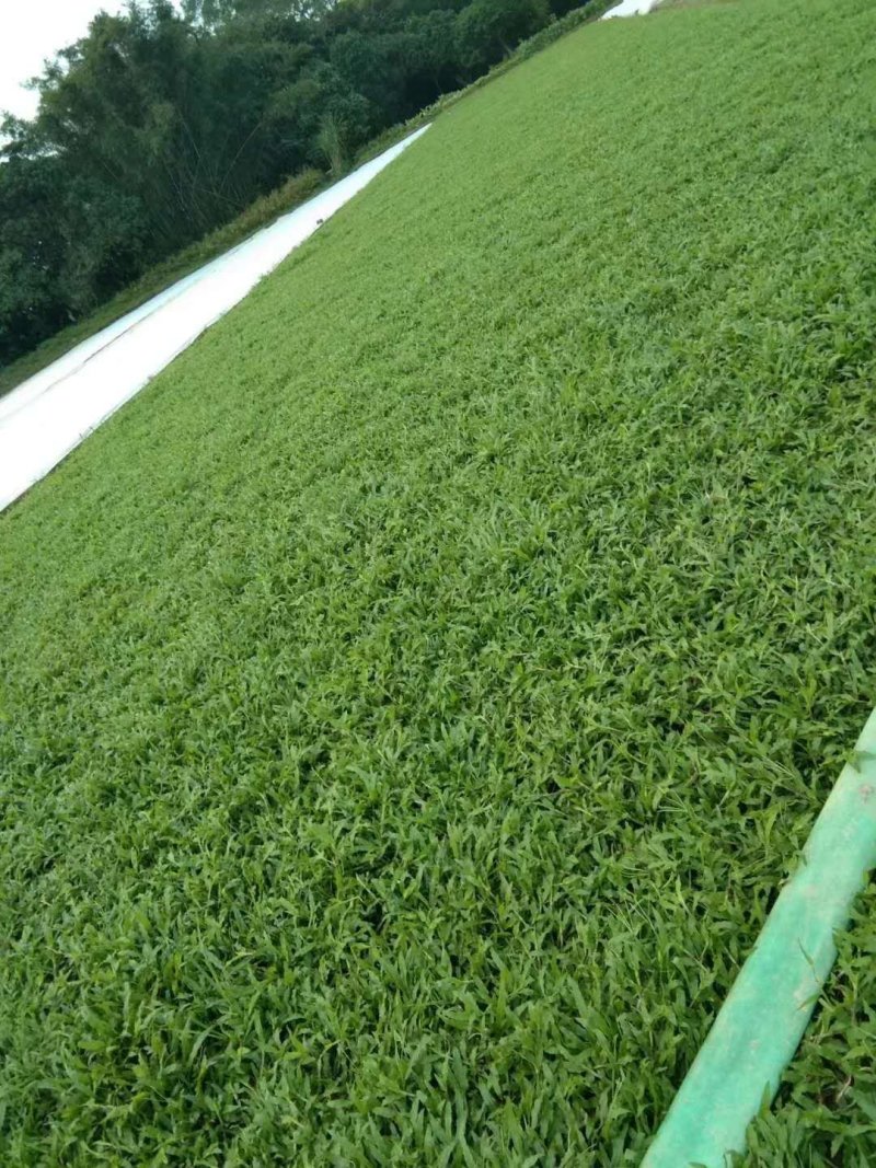 大叶油草