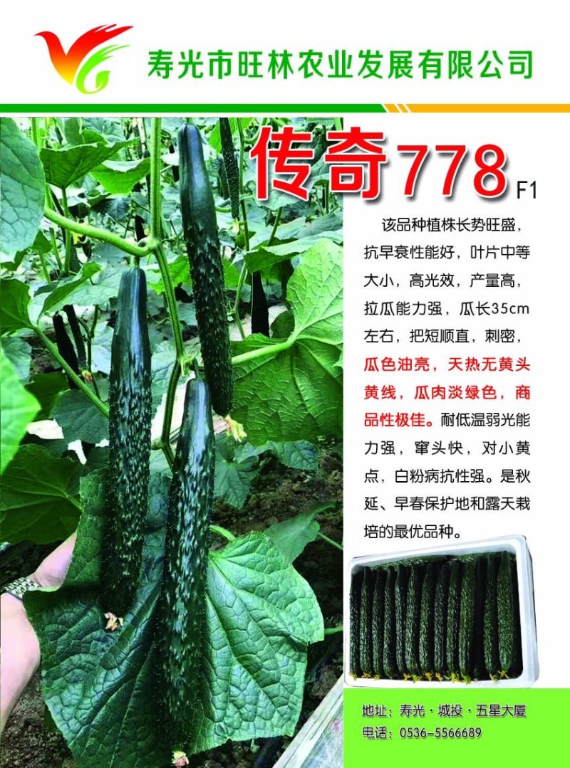传奇778强雌油亮加价收购的黄瓜种子高产抗病