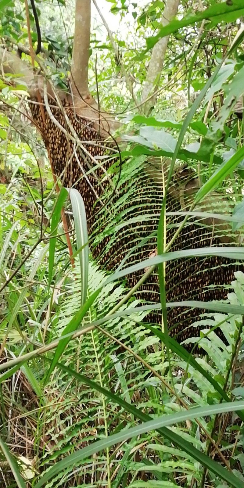 排蜂蜜
