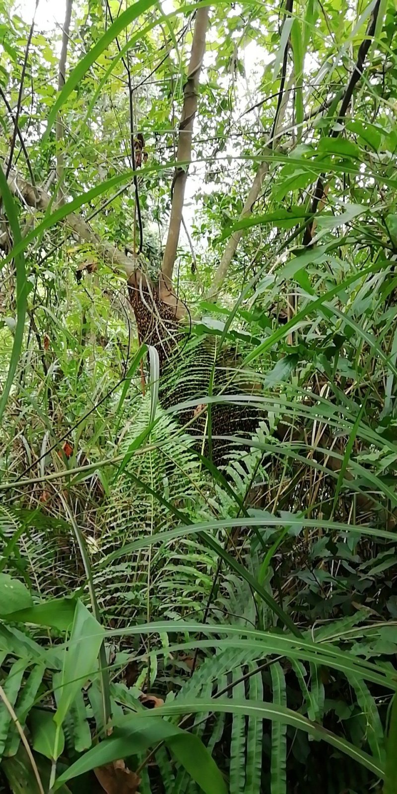 排蜂蜜