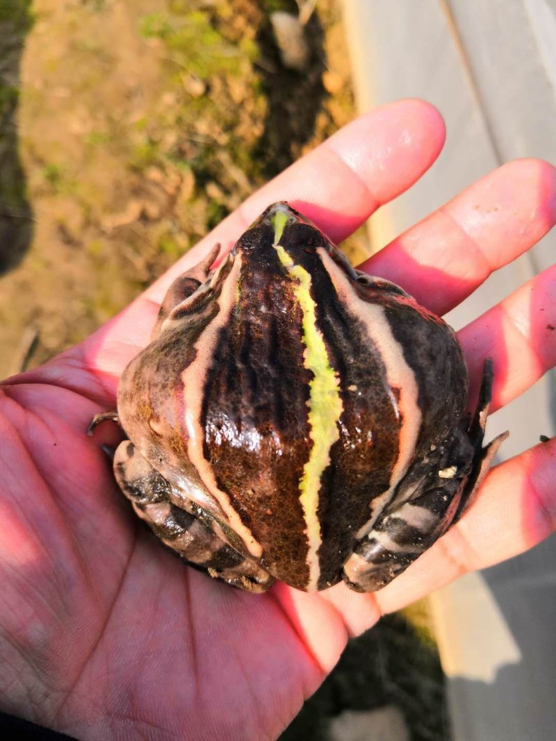 青蛙苗
