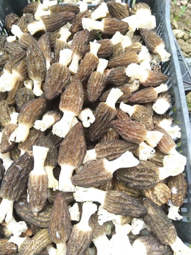 新鲜羊肚菌上市