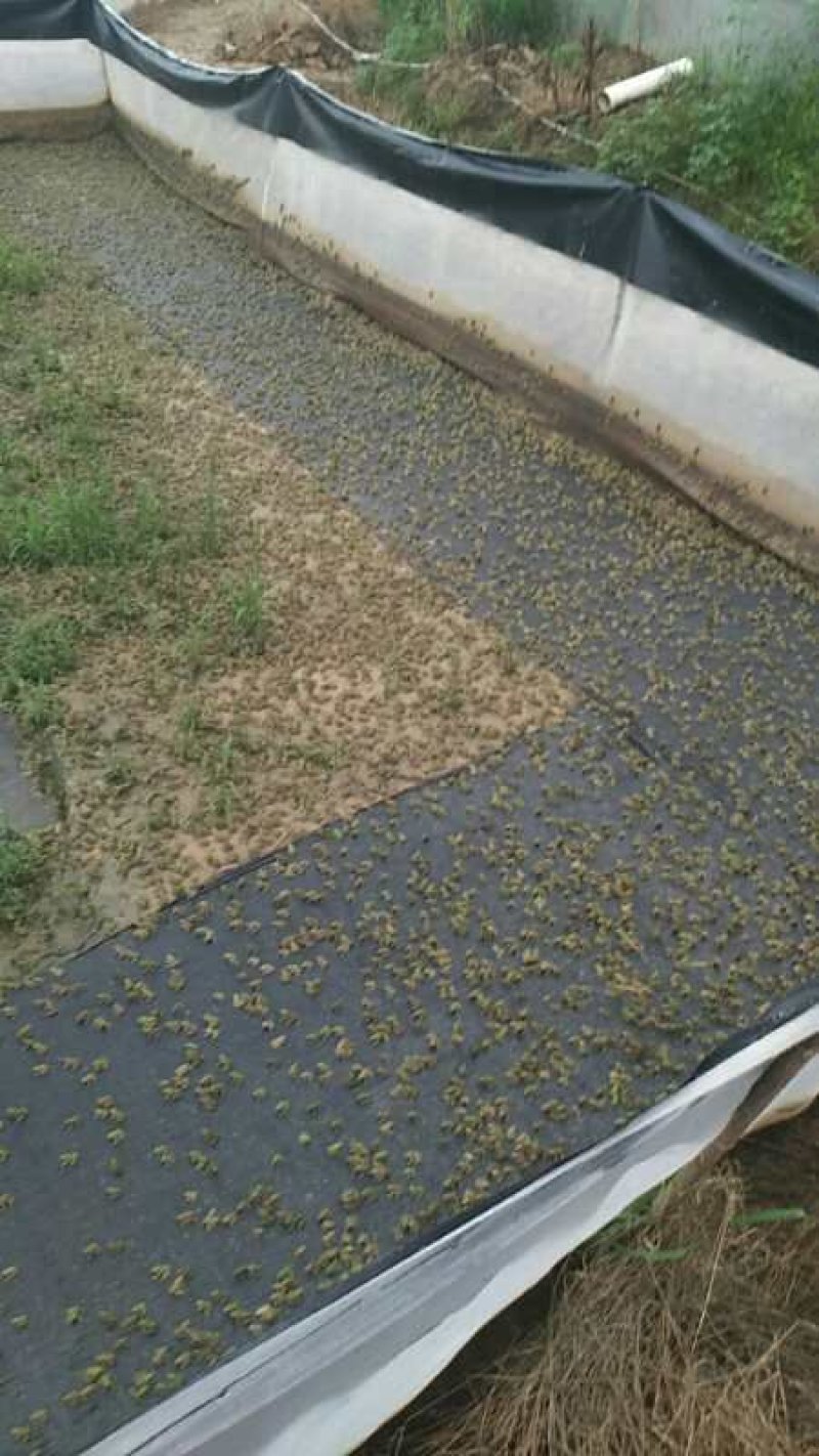 青蛙苗