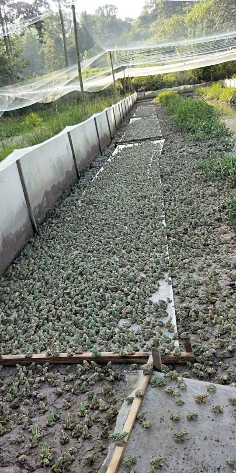 青蛙苗