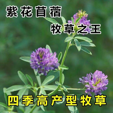 四季牧草种子多年生四季养殖紫花苜蓿鸡鸭鹅猪牛羊兔鱼草