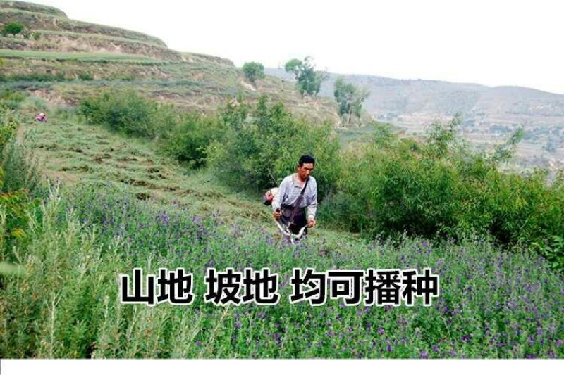 四季牧草种子多年生四季养殖紫花苜蓿鸡鸭鹅猪牛羊兔鱼草
