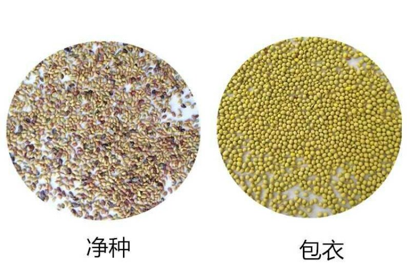 四季牧草种子多年生四季养殖紫花苜蓿鸡鸭鹅猪牛羊兔鱼草