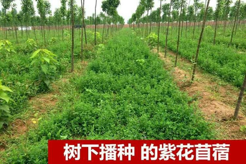 四季牧草种子多年生四季养殖紫花苜蓿鸡鸭鹅猪牛羊兔鱼草