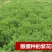 四季牧草种子多年生四季养殖紫花苜蓿鸡鸭鹅猪牛羊兔鱼草