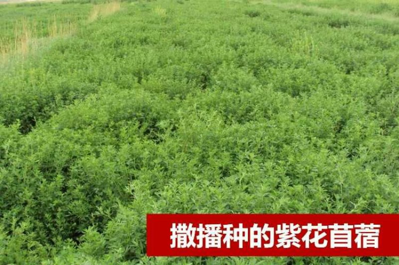 四季牧草种子多年生四季养殖紫花苜蓿鸡鸭鹅猪牛羊兔鱼草