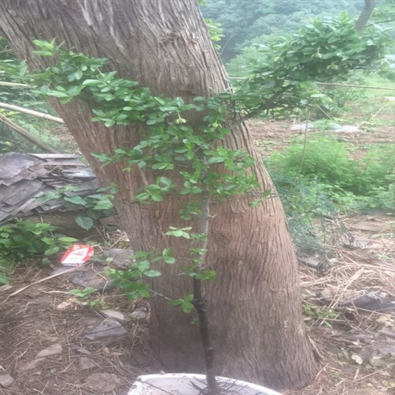 金弹子大苗直接可以下单包邮，牛，要的抓紧联系，直接可下单