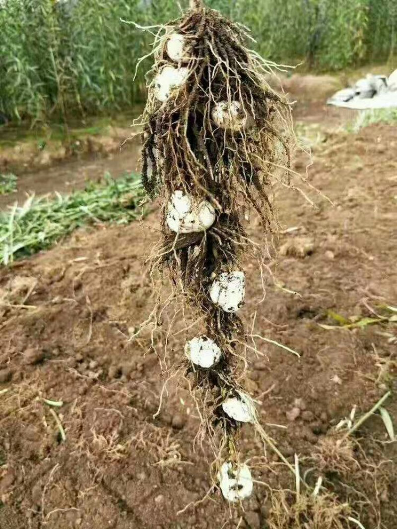 花卉种球