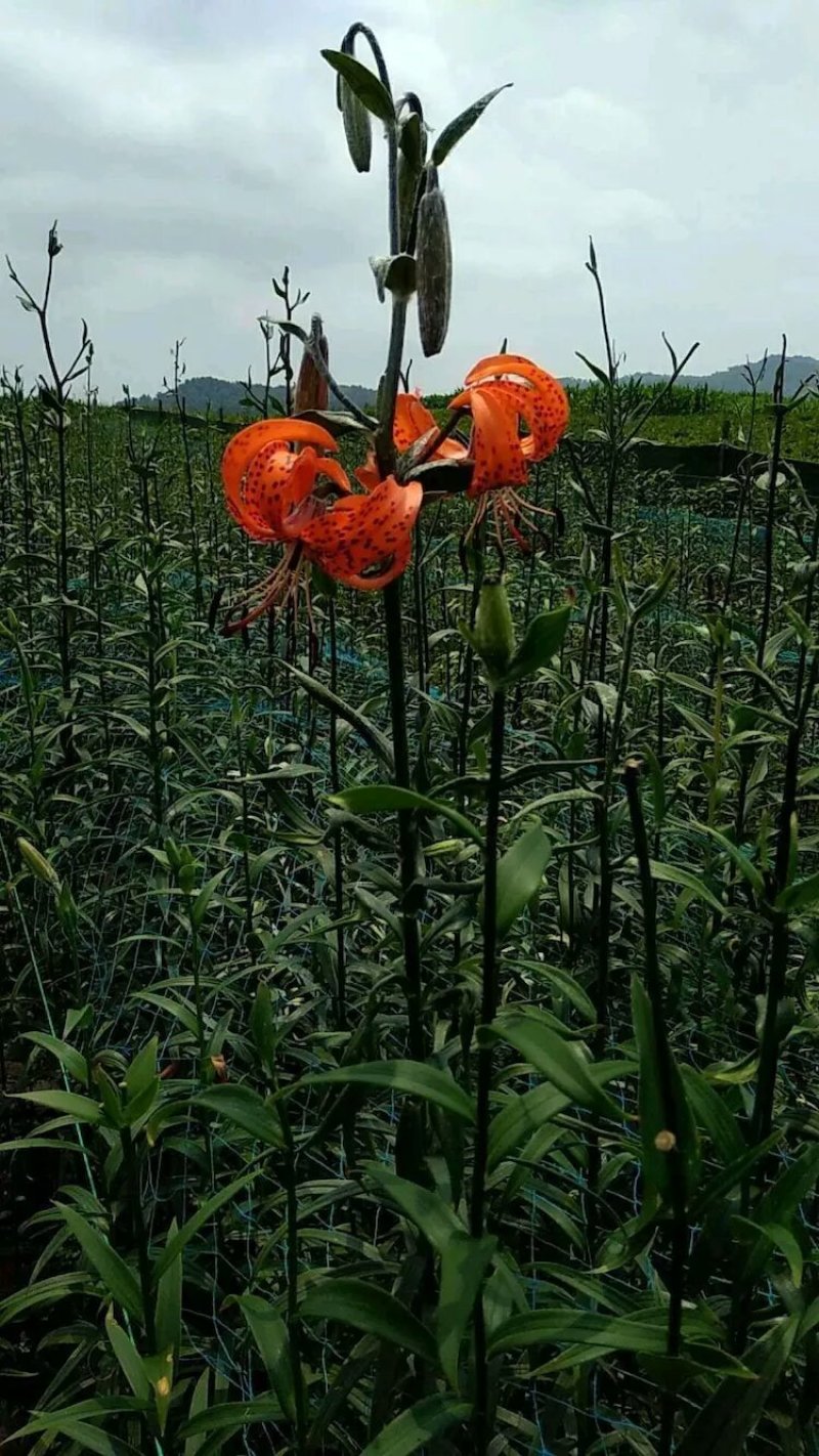 甜百合种球培育基地