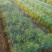 甜百合种球培育基地