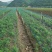 甜百合种球培育基地