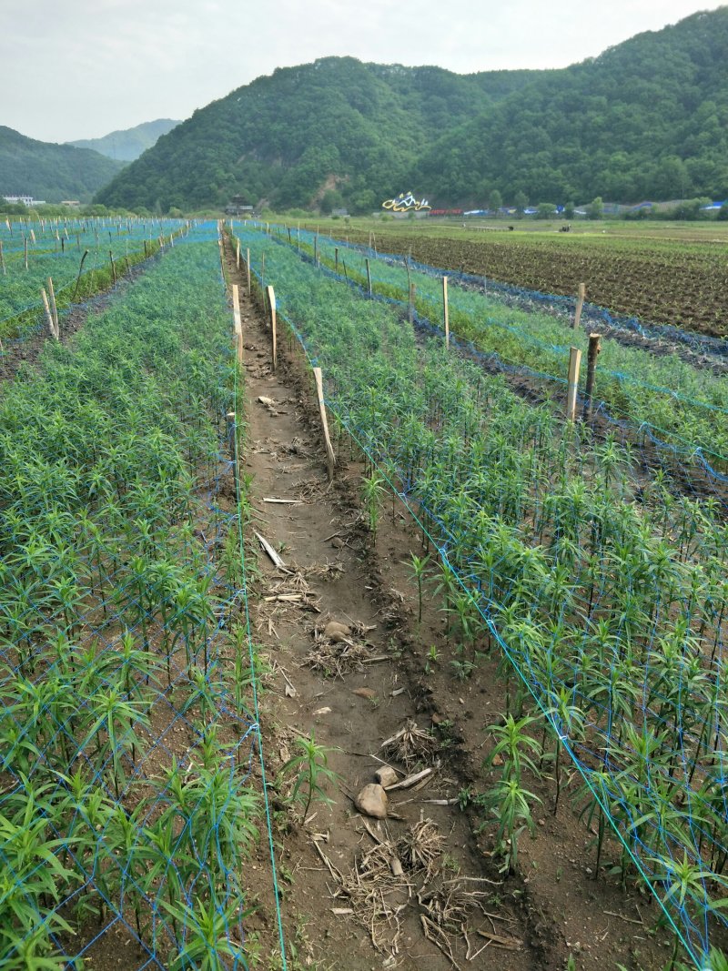 甜百合种球培育基地