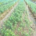 甜百合种球培育基地
