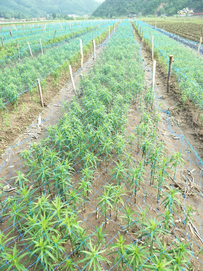 甜百合种球培育基地
