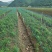 甜百合种球培育基地