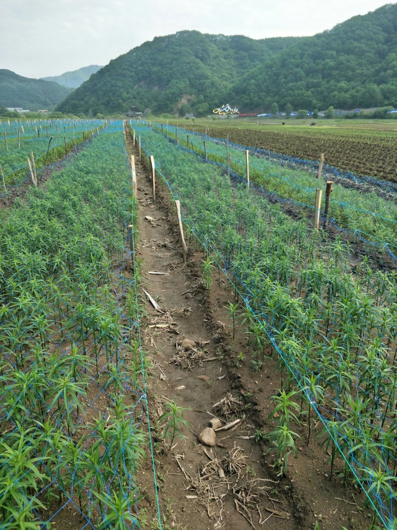甜百合种球培育基地