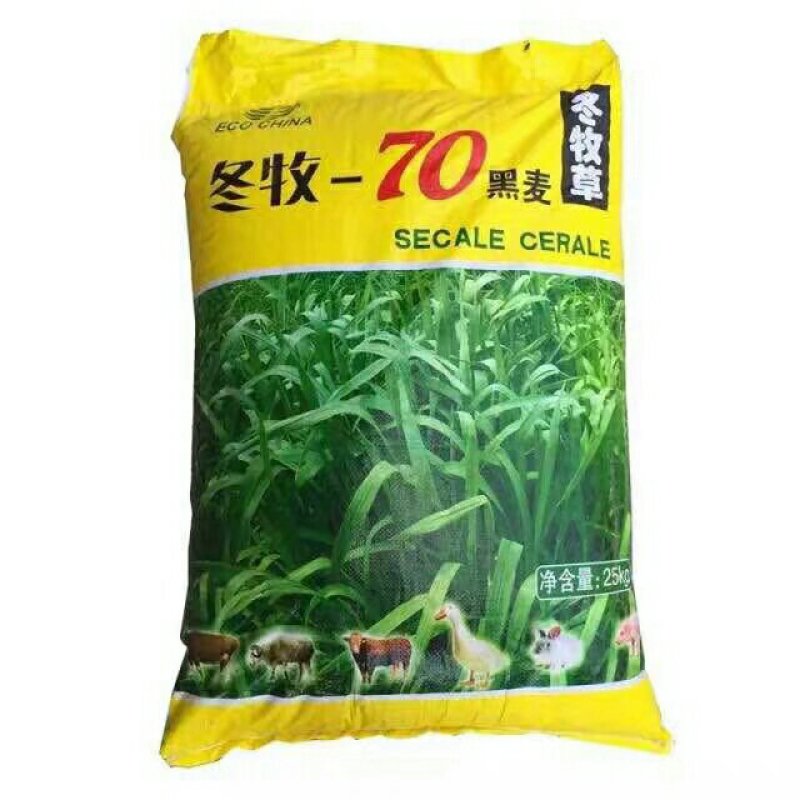 多年生黑麦草种子大叶再生冬牧70四季牧草种子猪牛鸡兔畜牧