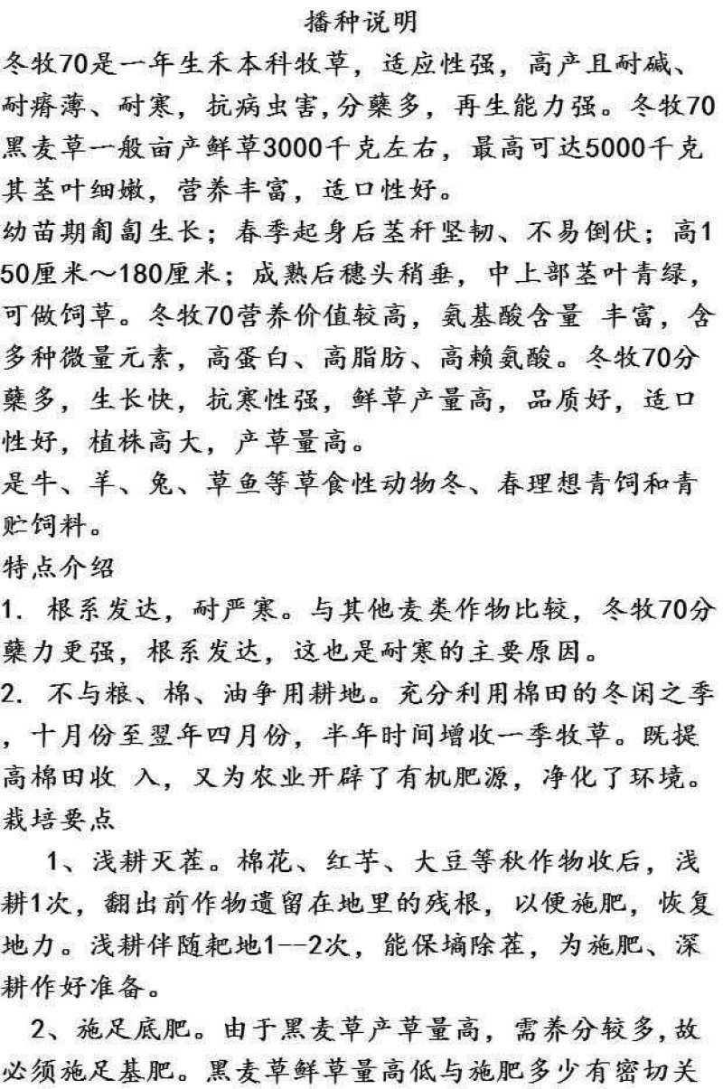 多年生黑麦草种子大叶再生冬牧70四季牧草种子猪牛鸡兔畜牧