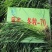多年生黑麦草种子大叶再生冬牧70四季牧草种子猪牛鸡兔畜牧