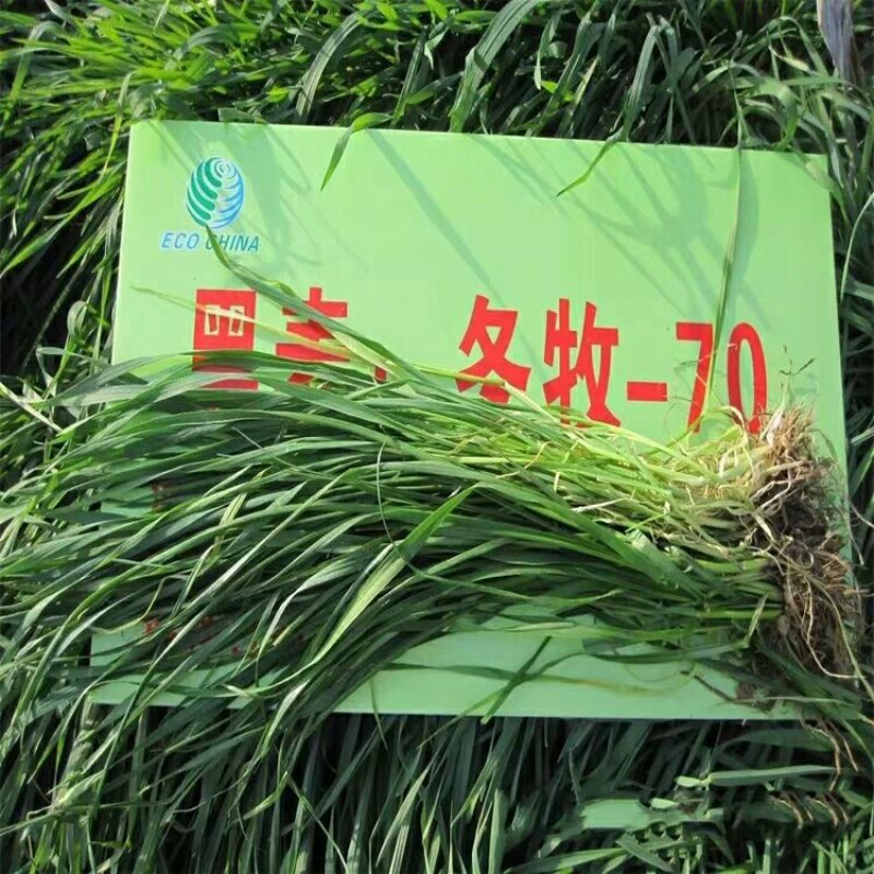 多年生黑麦草种子大叶再生冬牧70四季牧草种子猪牛鸡兔畜牧