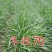 多年生黑麦草种子大叶再生冬牧70四季牧草种子猪牛鸡兔畜牧