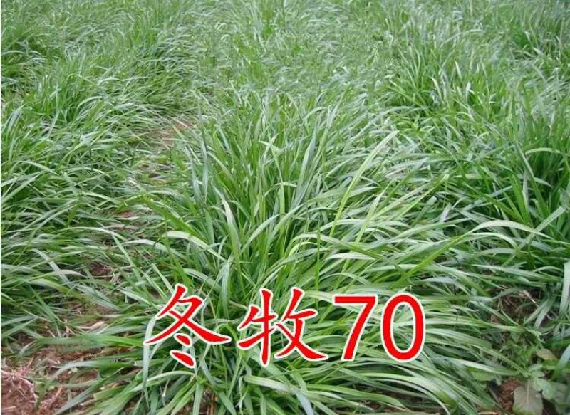 多年生黑麦草种子大叶再生冬牧70四季牧草种子猪牛鸡兔畜牧