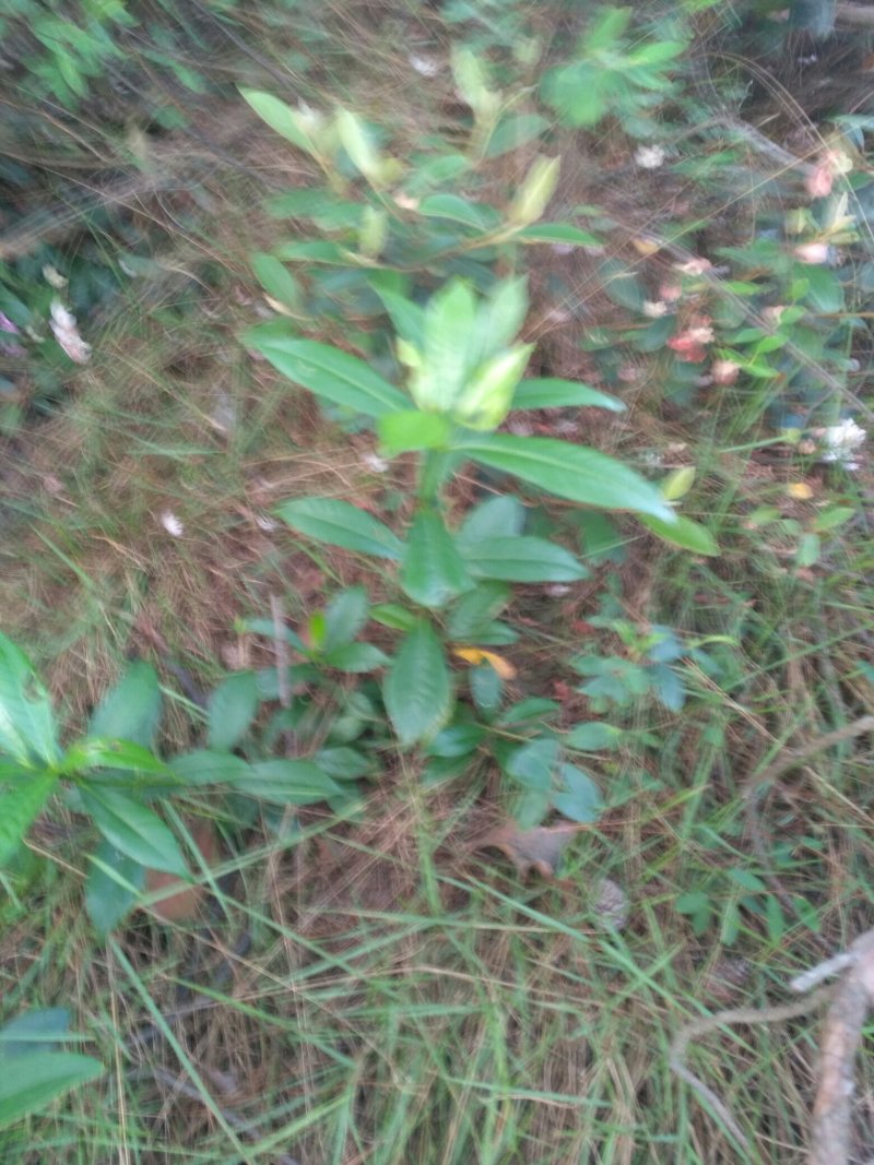 黄栀子苗