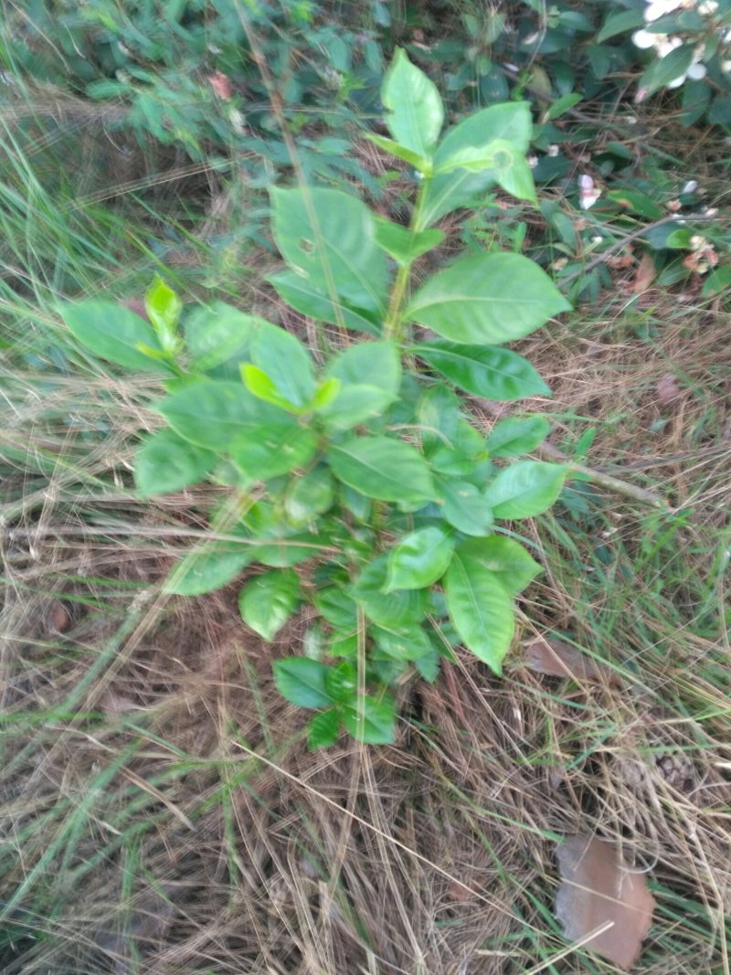 黄栀子苗