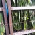 干粽叶粽叶野生粽叶箬叶
